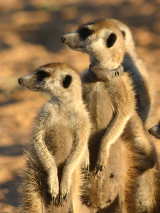 张开双腿中间无遮挡